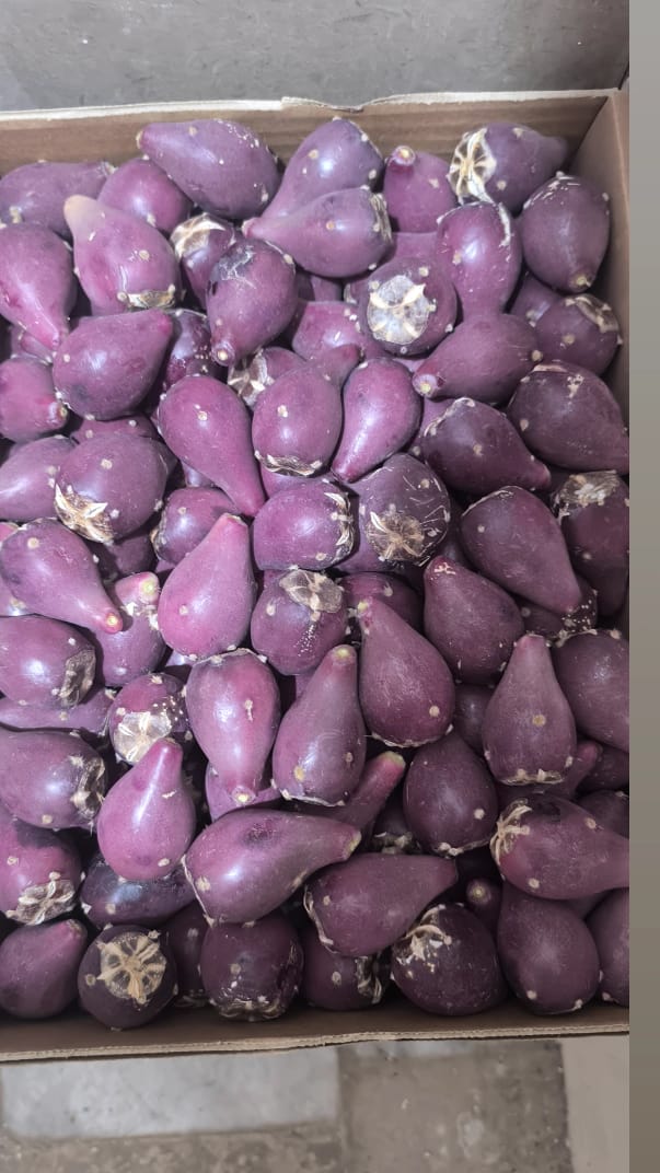 تصویر 2 از خرید میوه کاکتوس عمده ارزان+فروش مستقیم بدون واسطه