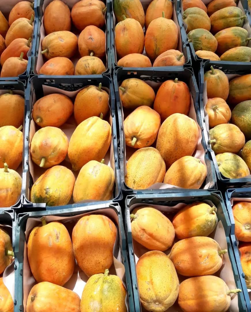 سفارش عمده پاپایا درجه یک + مناسب بازار میوه فروشان وعمده فروشان