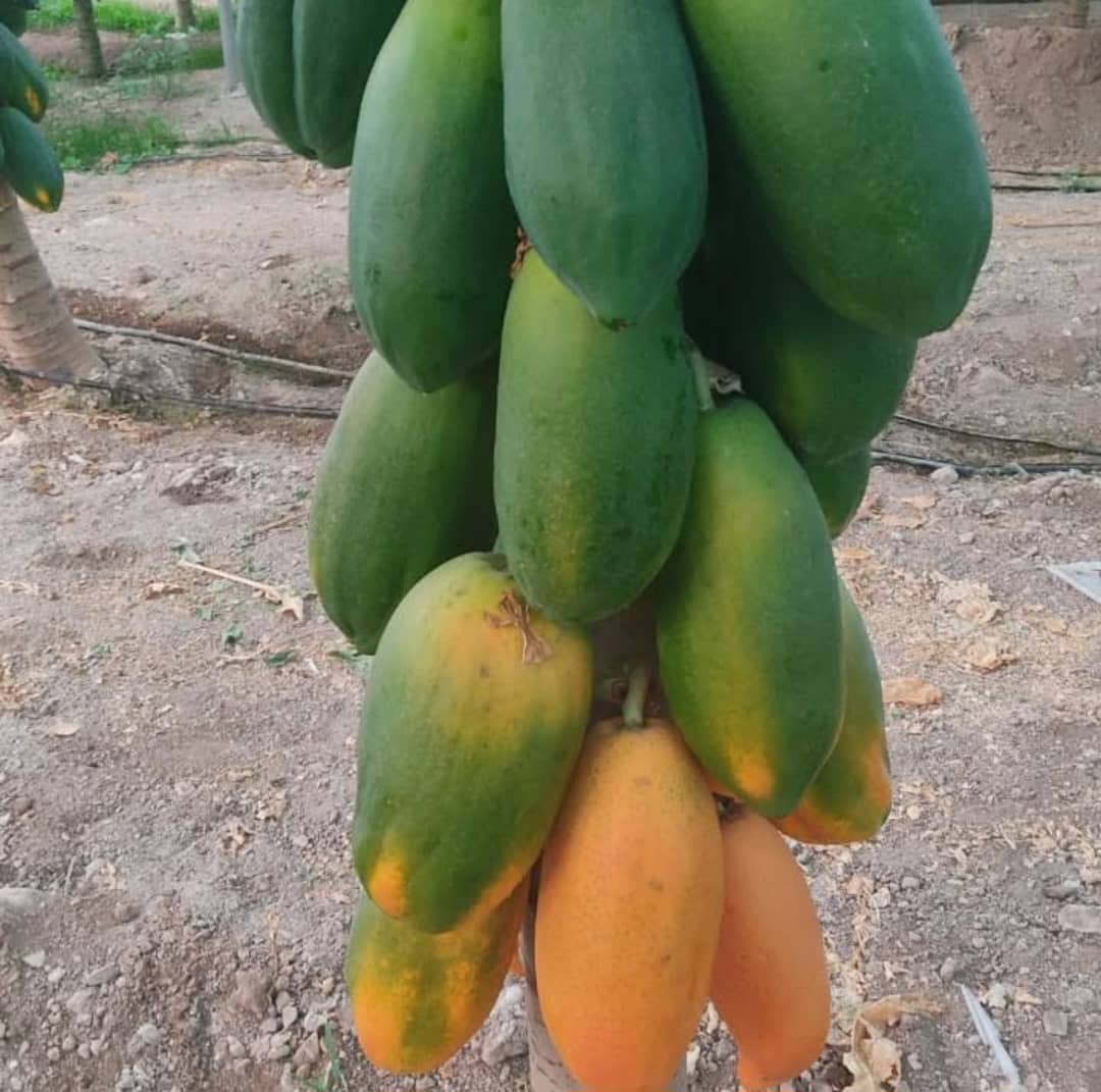 تصویر 3 از سفارش عمده پاپایا درجه یک + مناسب بازار میوه فروشان وعمده فروشان