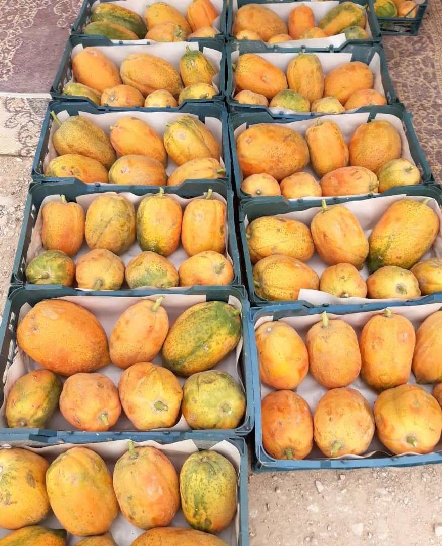تصویر 1 از سفارش عمده پاپایا درجه یک + مناسب بازار میوه فروشان وعمده فروشان