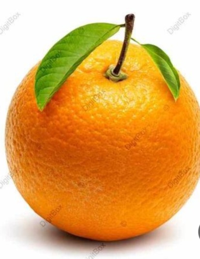 فروش پرتقال تامسون مازندران به صورت فله ولشگری