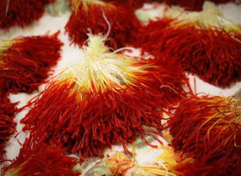 تصویر 1 از زعفران دسته‌ پیچ تازه برداشت شده و خالص