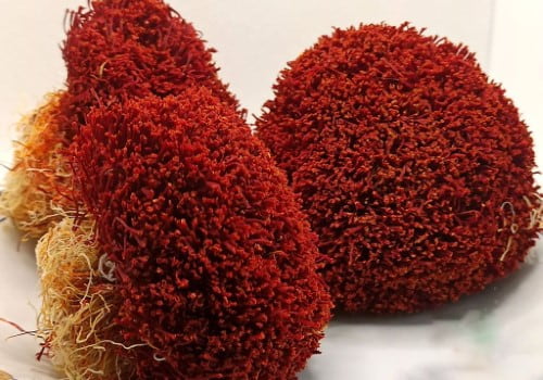 تصویر 3 از زعفران دسته‌ پیچ تازه برداشت شده و خالص