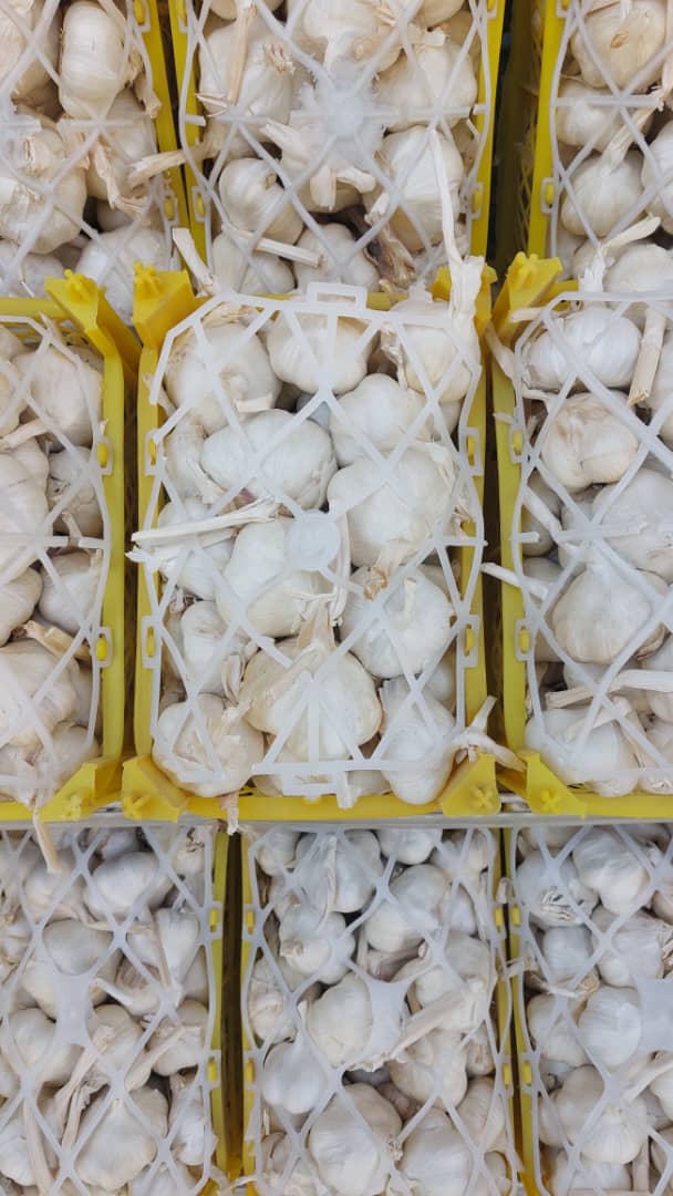 قیمت سیر سفید