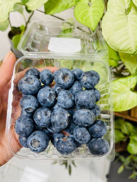 تصویر 5 از مرکز فروش مستقیم میوه بلوبری از مزارع ایران + بلوبری سوپر جامبو درجه یک صادراتی