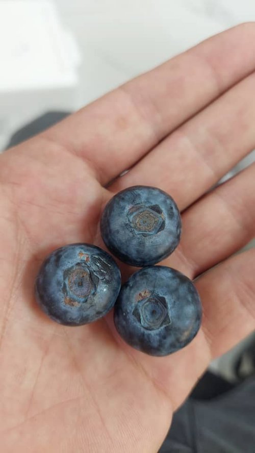 تصویر 1 از مرکز فروش مستقیم میوه بلوبری از مزارع ایران + بلوبری سوپر جامبو درجه یک صادراتی