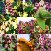 قیمت کاکتوس