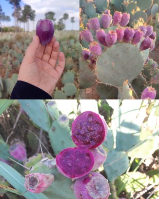 خرید کاکتوس