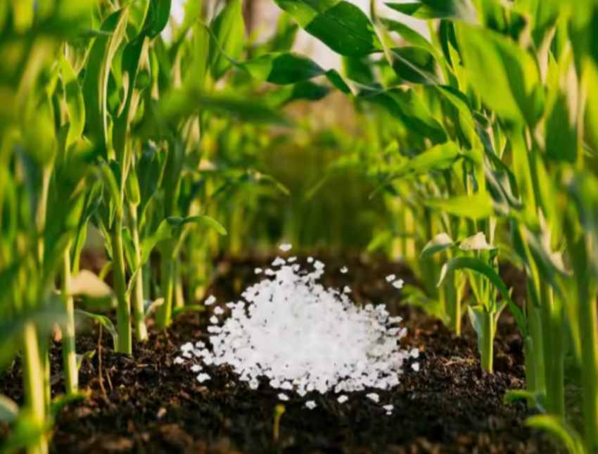 فروش هیدروژل و خاک ژله ای برای باغبانی آسان تر