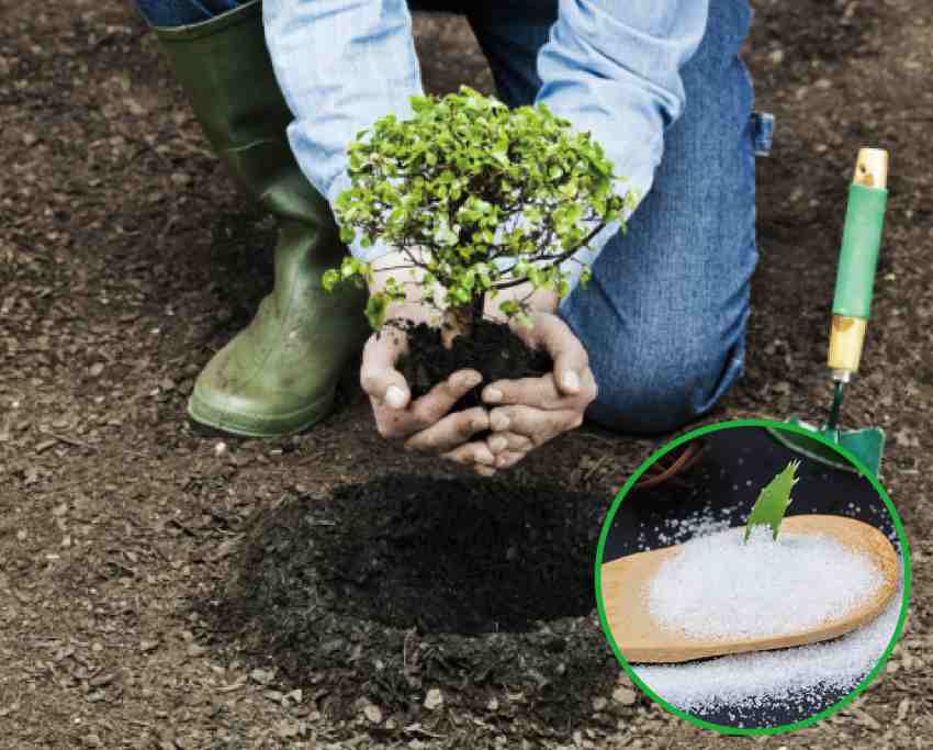 خرید پلی آکریلات پتاسیم برای رشد گیاهان مقاوم و شاداب