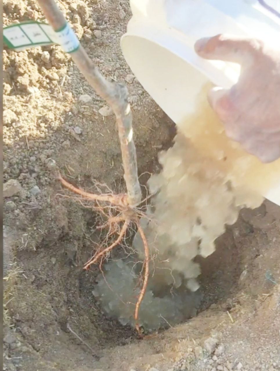 تصویر 1 از فروش تخصصی کود هیدروژل برای کشاورزی هوشمند و پایدار