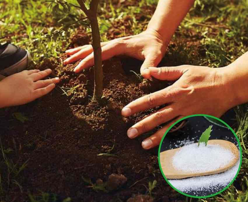 فروش اقتصادی کود هیدروژل با ماندگاری طولانی در خاک