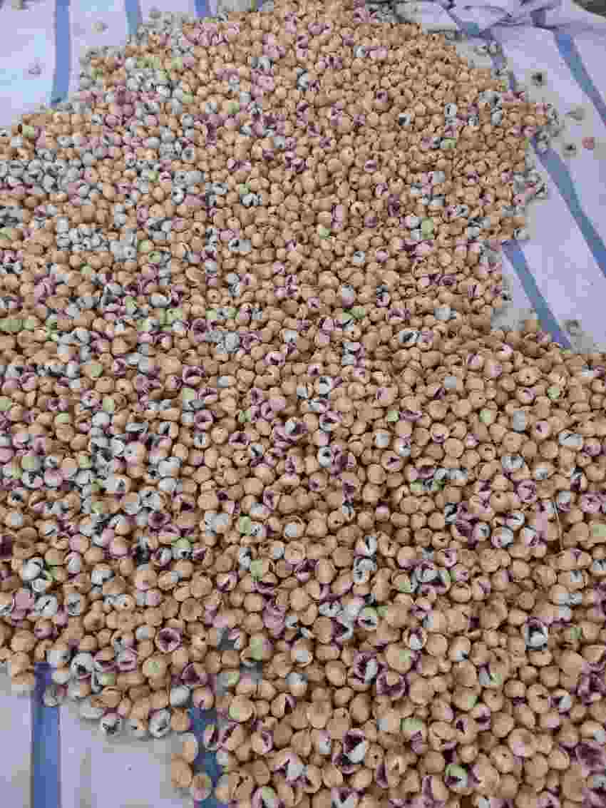 تصویر 3 از خرید وفروش انجیر خشک ضایعاتی گوشتی آذر ماه ۴۰۴ + قیمت عمده