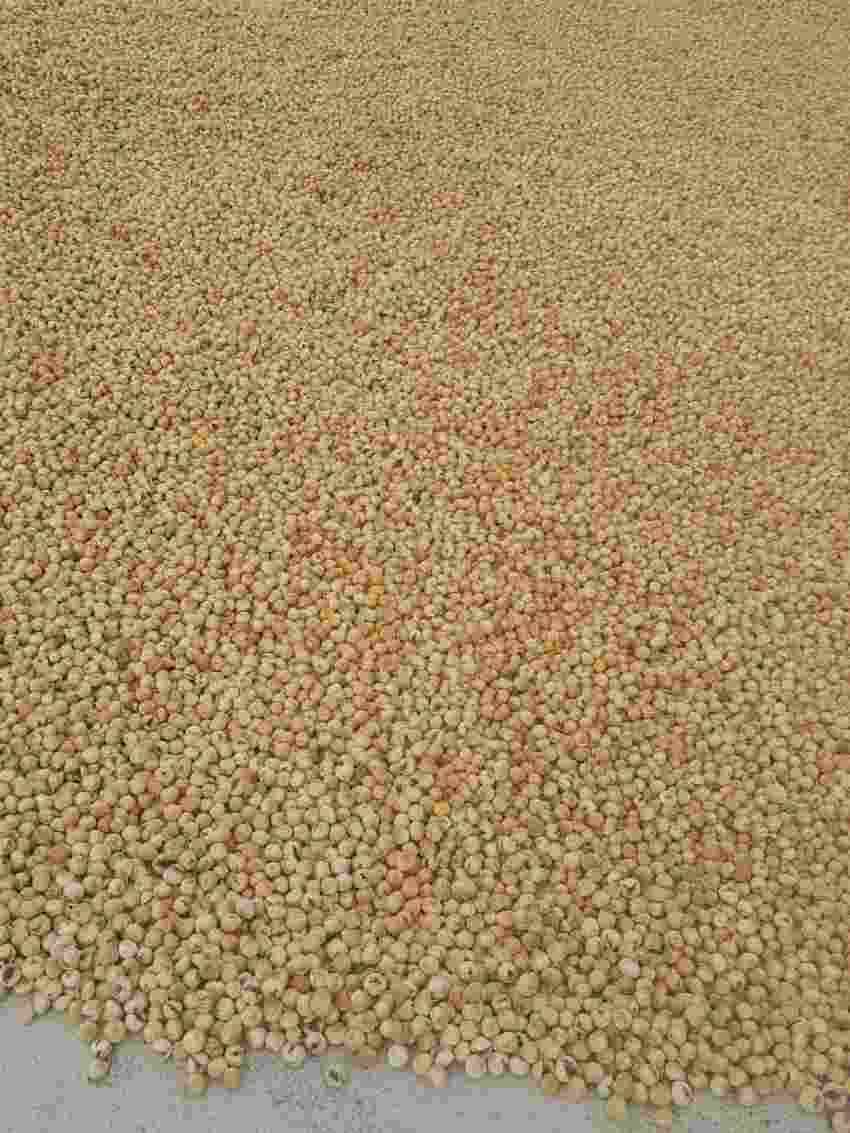 تصویر 2 از خرید وفروش انجیر خشک ضایعاتی گوشتی آذر ماه ۴۰۴ + قیمت عمده