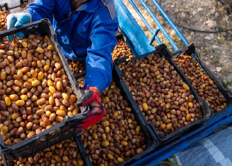 خرما زاهدی فراشبند با بافت نرم و طعم شیرین