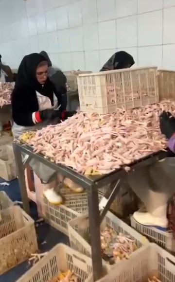 تصویر 1 از خرید عمده و مناسب پا و پنجه مرغ Chicken Feet/Paws