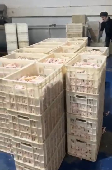 تصویر 2 از خرید عمده و مناسب پا و پنجه مرغ Chicken Feet/Paws