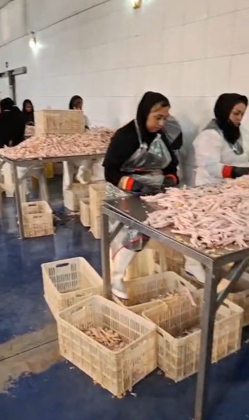 تصویر 3 از خرید عمده و مناسب پا و پنجه مرغ Chicken Feet/Paws