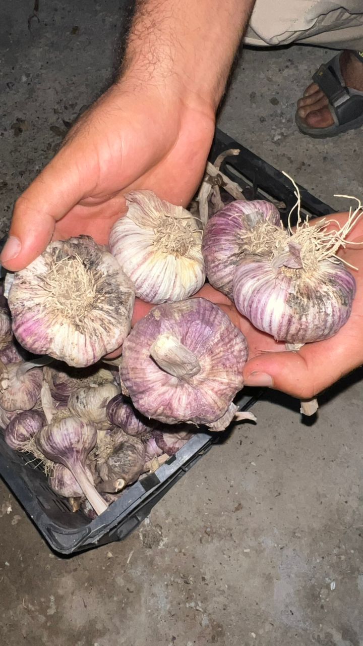 تصویر 4 از سیر قرمز آذر شهر