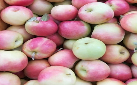 تصویر 3 از سیب گلاب شهر خشکرود