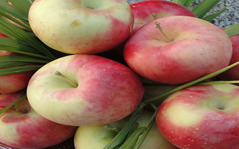 سیب گلاب شهر خشکرود