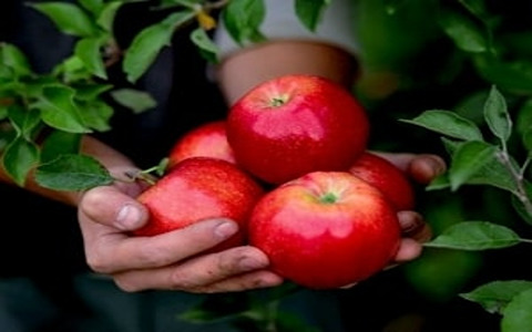 تصویر 3 از خرید و قیمت سیب قرمز ترش + فروش عمده