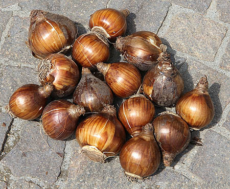 پیاز نرگس مناسب آماده‌ سازی سریع انواع غذاهای روزمره خانگی