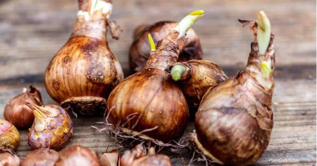 تصویر 1 از پیاز نرگس مناسب آماده‌ سازی سریع انواع غذاهای روزمره خانگی