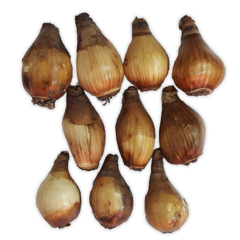 تصویر 3 از پیاز نرگس مناسب آماده‌ سازی سریع انواع غذاهای روزمره خانگی