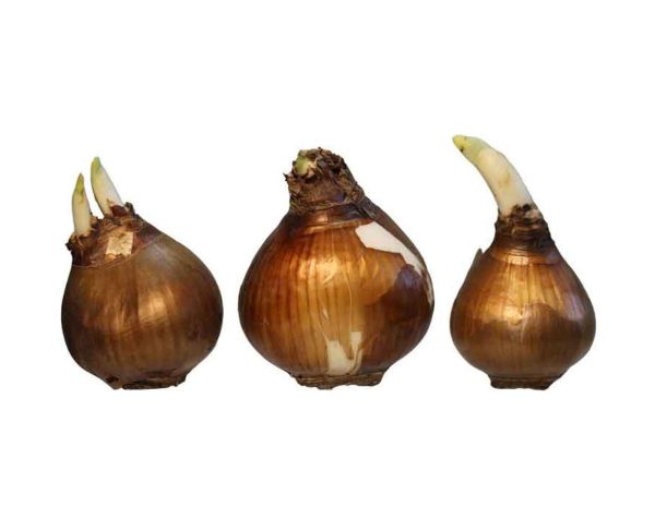 تصویر 4 از پیاز نرگس مناسب آماده‌ سازی سریع انواع غذاهای روزمره خانگی