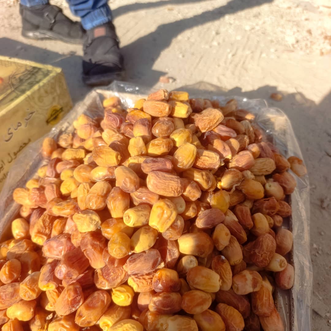 تصویر 2 از خرما زاهدی قصب بهترین کیفیت صادراتی تناژ بالا  موجود