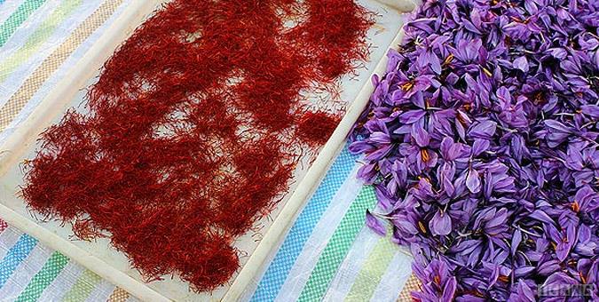 تصویر 4 از زعفران سرگل پر رنگ عطر قوی و اصیل