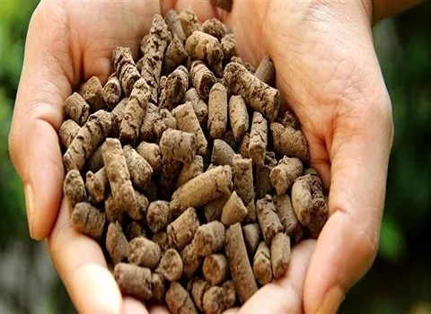 کود مرغی برای زعفران مناسب برای تقویت خاک و افزایش کیفیت گل‌ ها