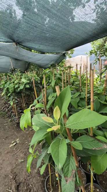 قیمت نهال گل