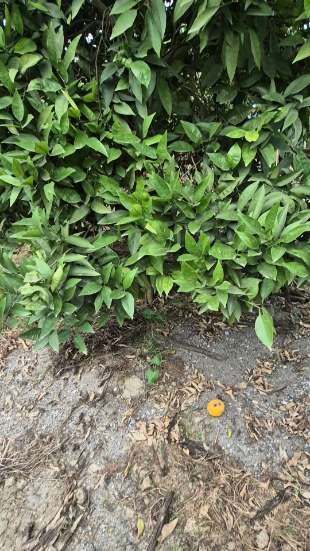 تصویر 3 از مرکز فروش نهال آووکادو در رقم های مختلف در سنین مختلف