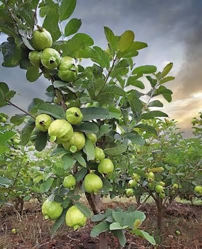 قیمت میوه استوایی