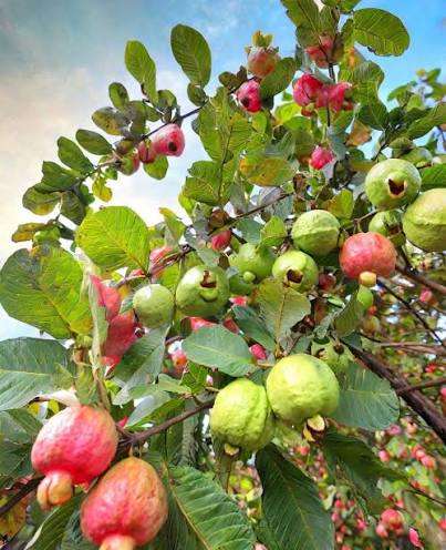 فروش میوه استوایی