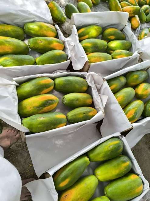 قیمت پاپایا