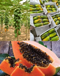 تصویر 4 از مرکز فروش نهال پاپایا هیبرید پاکوتاه بلوچستان درجه یک