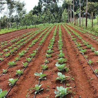 تصویر 4 از بهترین نوار آبیاری پلاکدار که باید بشناسید + خرید بی‌ واسطه