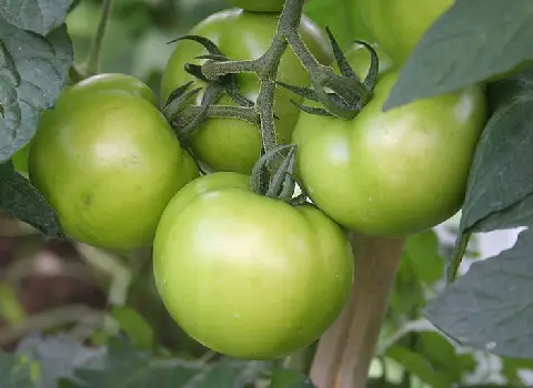 گوجه‌ فرنگی سبز سفت و سالم برای صادرات