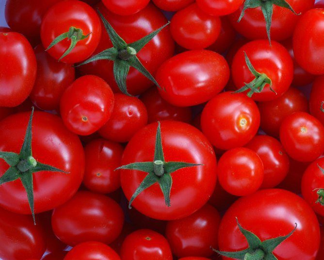 تصویر 3 از گوجه‌ فرنگی درختی یک‌ دست و درشت با کیفیت اقتصادی