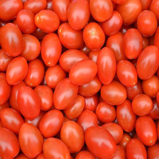 تصویر 2 از گوجه‌ فرنگی سفت و خوش‌ فرم مناسب بسته‌ بندی