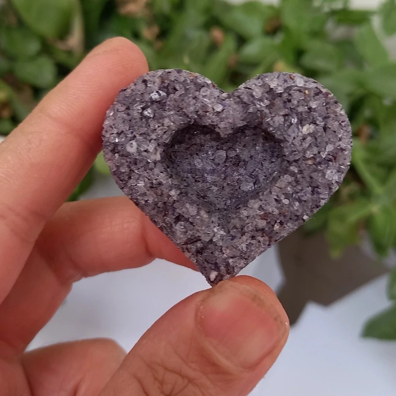 تصویر 3 از نبات قلبی گل گاو زبان قیمت مناسب