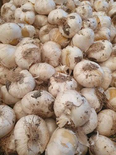 خرید سیر سفید