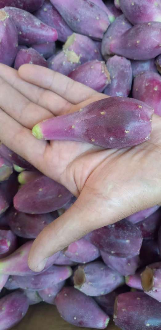 تصویر 1 از مرکز پخش و فروش مستقیم میوه کاکتوس صادراتی از مزارع ایران