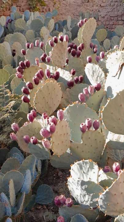 تصویر 3 از فروش عمده قلمه کاکتوس انگلمانی میوه درشت صادراتی