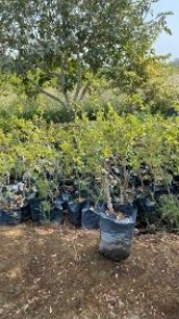 تصویر 5 از مرکز پخش عمده نهال کنار پیوندی بدون هسته میوه درشت