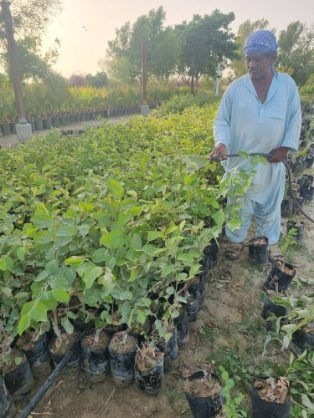 تصویر 4 از مرکز پخش عمده نهال کنار پیوندی بدون هسته میوه درشت