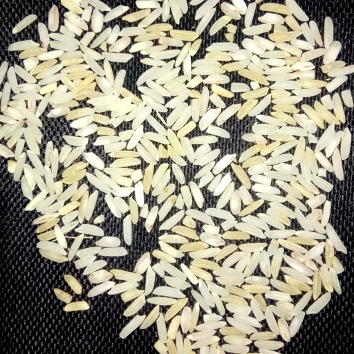 برنج هاشمی زردم با عطر طبیعی شمال